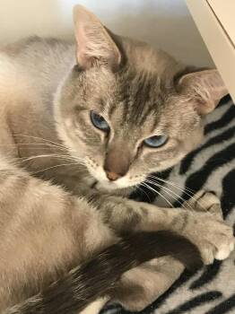 Rescue Siamese Cats for Adoption in Arthurette, New Brunswick - Nyx | PetCurious