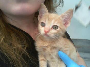 A1269230 -  Domestic Short Hair Cat for Adoption in Charlotte, North Carolina - A1269230 | PetCurious