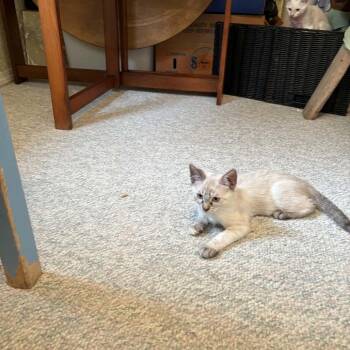 Shar -  Domestic Short Hair Cat for Adoption in Abbotsford, British Columbia - Shar | PetCurious