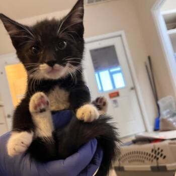 Aqua -  Domestic Short Hair Cat for Adoption in Kanab, Utah - Aqua | PetCurious
