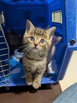 Domestic Medium Hair Cats Available for Adoption - Spanky | PetCurious
