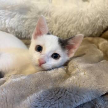 Mars -  Domestic Short Hair Cat for Adoption in Mondovi, Wisconsin - Mars | PetCurious