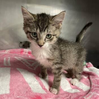 Domestic Short Hair Cats Available for Adoption in San Jacinto, California - Blossom | PetCurious