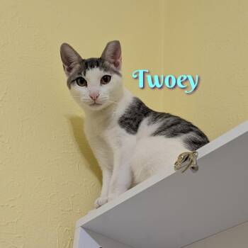 Twoey CP -  Domestic Short Hair Cat for Adoption in Dallas, Texas - Twoey CP | PetCurious