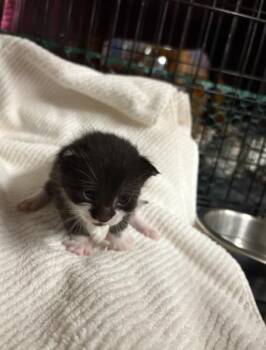 Rescue Domestic Short Hair Cats for Adoption in Chicago, Illinois - Echo | PetCurious