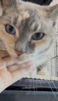 26-529 -  Domestic Short Hair Cat for Adoption in Barnesville, Georgia - 26-529 | PetCurious