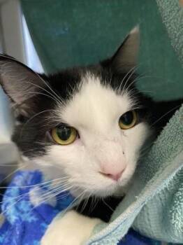 Domestic Medium Hair Cats Available for Adoption in Kansas City, Missouri - Ilya Rosanov | PetCurious