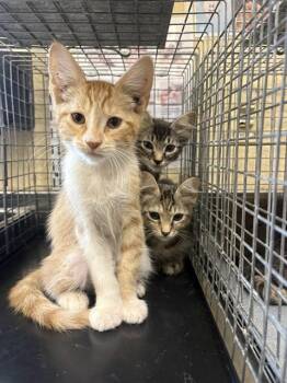 TORTELLINI -  Domestic Medium Hair Cat for Adoption in Fort Myers, Florida - TORTELLINI | PetCurious