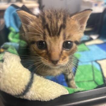 Glen -  Domestic Short Hair Cat for Adoption in Newark, New Jersey - Glen | PetCurious