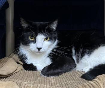 NUNU -  Domestic Short Hair Cat for Adoption in Boston, Massachusetts - NUNU | PetCurious