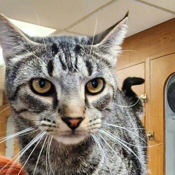 Rescue Tabby Cats for Adoption in Greenfield, Indiana - Toby | PetCurious
