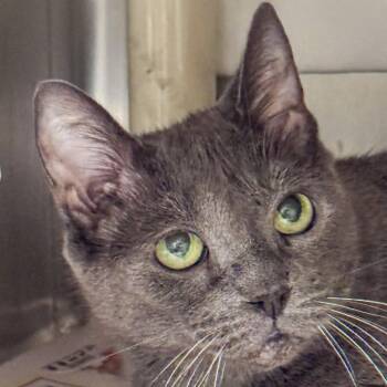 Shadowy -  Domestic Short Hair Cat for Adoption in Kennebunk, Maine - Shadowy | PetCurious