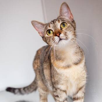 Pearl -  Domestic Short Hair Cat for Adoption in Hattiesburg, Mississippi - Pearl | PetCurious