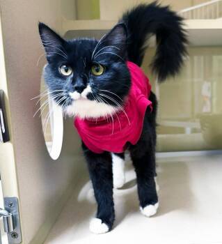 AUNT GERTRUDE -  Domestic Medium Hair Cat for Adoption in San Clemente, California - AUNT GERTRUDE | PetCurious