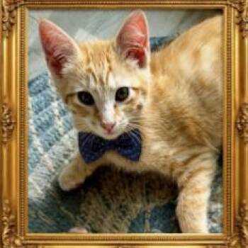 Snoodle -  Domestic Short Hair Cat for Adoption in Spokane, Washington - Snoodle | PetCurious