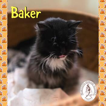 Rescue Domestic Long Hair Cats for Adoption in Red Lodge, Montana - Baker | PetCurious