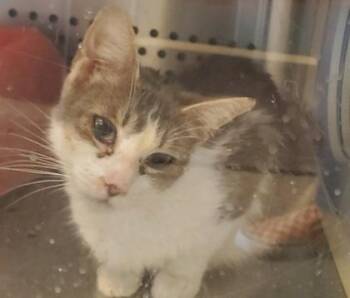Sweets -  Domestic Short Hair Cat for Adoption in Kansas City, Missouri - Sweets | PetCurious