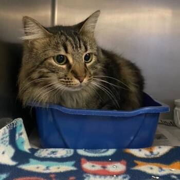 Rescue Domestic Medium Hair Cats for Adoption in Newport, North Carolina - Odell AKA Maple | PetCurious