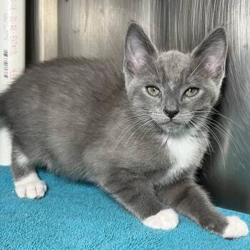 KC -  Domestic Short Hair Cat Available for Adoption in Palm Springs, California - KC | PetCurious