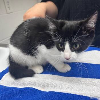Boogie -  Domestic Short Hair Cat for Adoption in Corpus Christi, Texas - Boogie | PetCurious