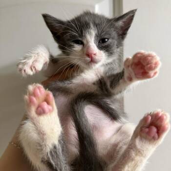 Jane -  Domestic Short Hair Cat for Adoption in Escondido, California - Jane | PetCurious