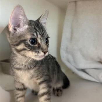 Walrus -  Domestic Short Hair Cat for Adoption in Phoenix, Arizona - Walrus | PetCurious
