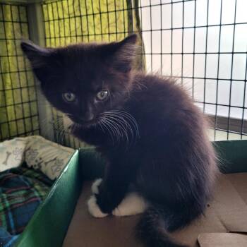 Fancy -  Domestic Medium Hair Cat for Adoption in Belfair, Washington - Fancy | PetCurious