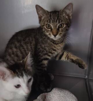 NEWPORT* -  Domestic Short Hair Cat for Adoption in Santa Cruz, California - NEWPORT* | PetCurious