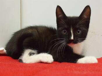 KRAIG -  Domestic Short Hair Cat for Adoption in Sacramento, California - KRAIG | PetCurious