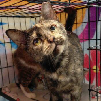 Artemis -  Domestic Short Hair Cat for Adoption in Stanley, Virginia - Artemis | PetCurious