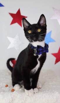 Alamo -  Domestic Short Hair Cat for Adoption in Ashland, Kentucky - Alamo | PetCurious