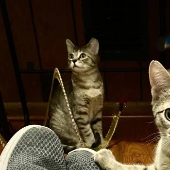 Domestic Short Hair Cats Available for Adoption - FIN | PetCurious