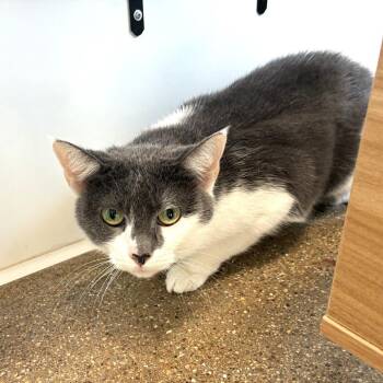 Diamond (cat) -  Domestic Short Hair Cat for Adoption in Skokie, Illinois - Diamond (cat) | PetCurious