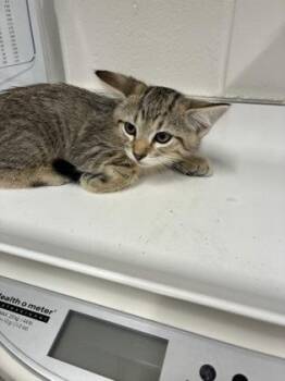 Jason -  Domestic Short Hair Cat Available for Adoption in Daphne, Alabama - Jason | PetCurious