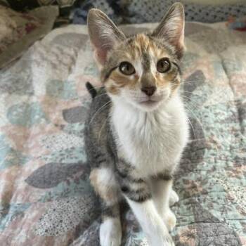 Happy -  Domestic Short Hair Cat for Adoption in South Elgin, Illinois - Happy | PetCurious
