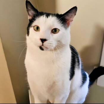 Rescue Domestic Short Hair Cats for Adoption in East Brunswick, New Jersey - Holden | PetCurious