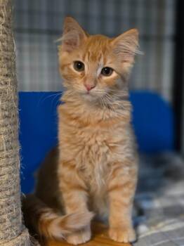 Tangelo -  Domestic Short Hair Cat for Adoption in Palmer, Alaska - Tangelo | PetCurious