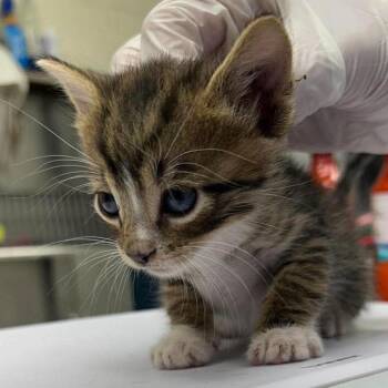 Orion 26-10-057 -  Domestic Short Hair Cat for Adoption in Bastrop, Texas - Orion 26-10-057 | PetCurious
