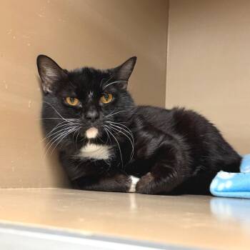 Courage -  Domestic Short Hair Cat for Adoption in Birmingham, Alabama - Courage | PetCurious