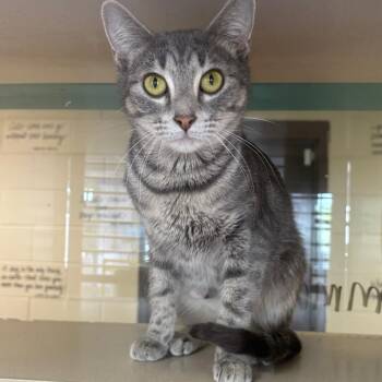 Emma Jean -  Domestic Short Hair Cat for Adoption in Marshalltown, Iowa - Emma Jean | PetCurious