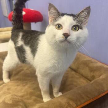 Domestic Short Hair Cats Available for Adoption - Buddy | PetCurious