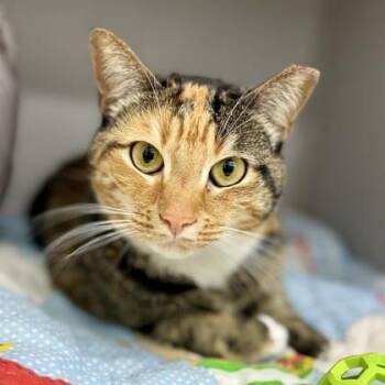 Domestic Short Hair Cats Available for Adoption - Hickory Smoked | PetCurious