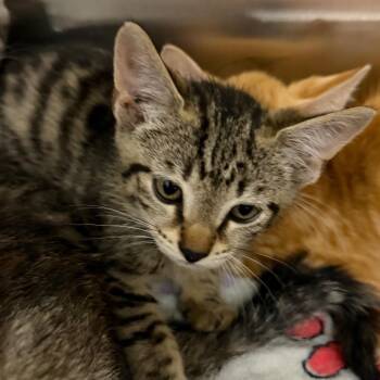 Dollar General -  Domestic Short Hair Cat for Adoption in Morganton, North Carolina - Dollar General | PetCurious