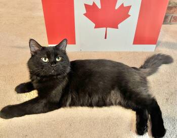 Sushi (bonded with Sashimi) -  Domestic Medium Hair Cat for Adoption in Vaughan, Ontario - Sushi (bonded With Sashimi) | PetCurious