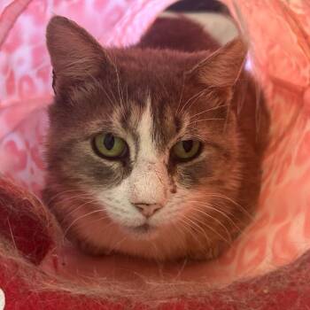 Rescue Domestic Short Hair Cats for Adoption in North Haven, Connecticut - Allen | PetCurious