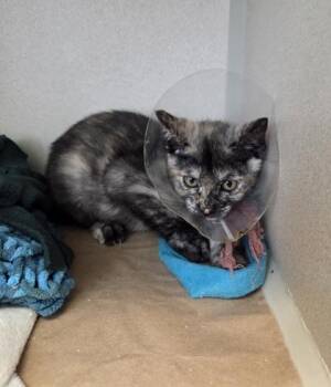 Heidi -  Domestic Short Hair Cat for Adoption in Bellevue, Washington - Heidi | PetCurious