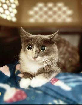 Rescue Domestic Short Hair Cats for Adoption in Social Circle, Georgia - Romona | PetCurious