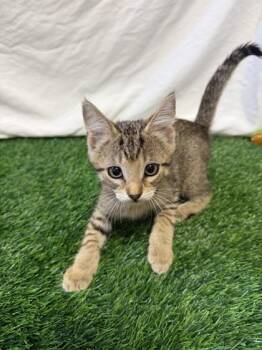 Alcide -  Domestic Short Hair Cat for Adoption in Covington, Louisiana - Alcide | PetCurious