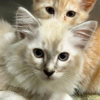 Draven -  Domestic Short Hair Cat for Adoption in Cumming, Georgia - Draven | PetCurious