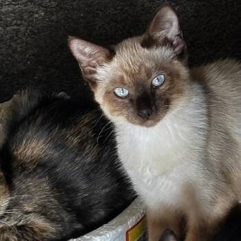 Rsma -  Siamese Cat for Adoption in Tucson, Arizona - Rsma | PetCurious